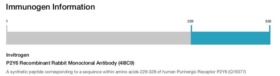 P2Y6 Recombinant Rabbit Monoclonal Antibody (4I8C9)