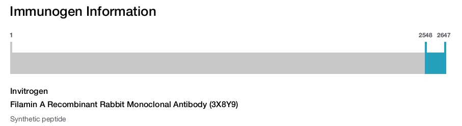 Filamin A Recombinant Rabbit Monoclonal Antibody (3X8Y9)