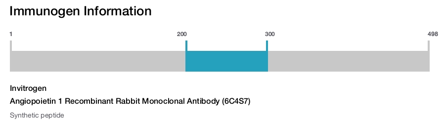 Angiopoietin 1 Recombinant Rabbit Monoclonal Antibody (6C4S7)