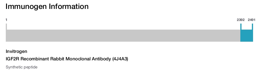 IGF2R Recombinant Rabbit Monoclonal Antibody (4J4A3)