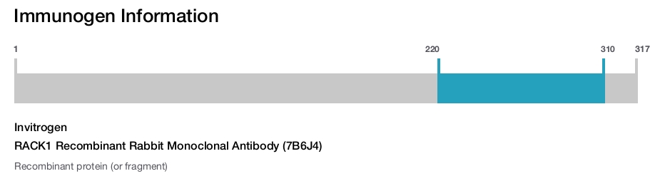 RACK1 Recombinant Rabbit Monoclonal Antibody (7B6J4)