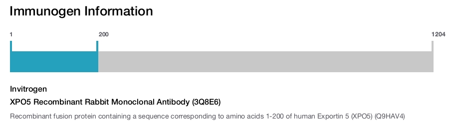 XPO5 Recombinant Rabbit Monoclonal Antibody (3Q8E6)