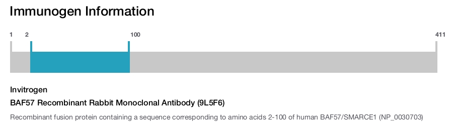 BAF57 Recombinant Rabbit Monoclonal Antibody (9L5F6)