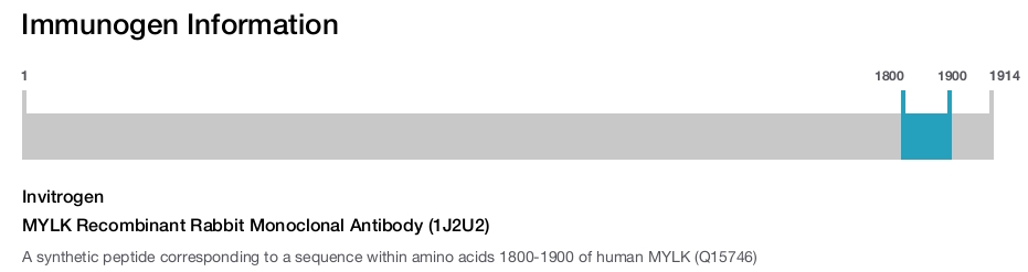 MYLK Recombinant Rabbit Monoclonal Antibody (1J2U2)