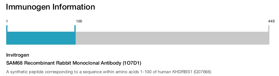 SAM68 Recombinant Rabbit Monoclonal Antibody (1O7D1)