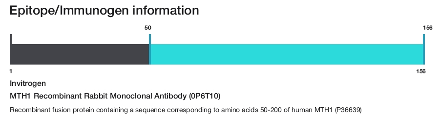 MTH1 Recombinant Rabbit Monoclonal Antibody (0P6T10)