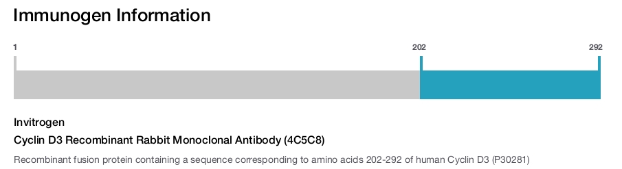 Cyclin D3 Recombinant Rabbit Monoclonal Antibody (4C5C8)
