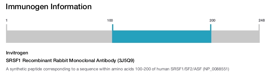 SRSF1 Recombinant Rabbit Monoclonal Antibody (3J5Q9)