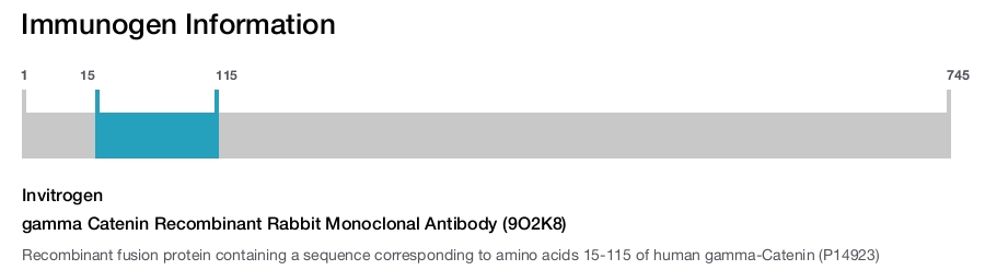 gamma Catenin Recombinant Rabbit Monoclonal Antibody (9O2K8)
