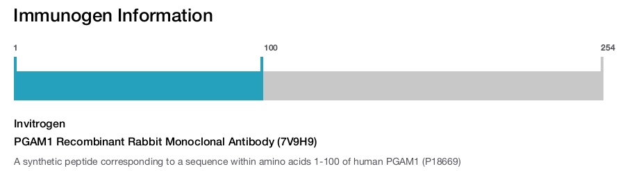 PGAM1 Recombinant Rabbit Monoclonal Antibody (7V9H9)