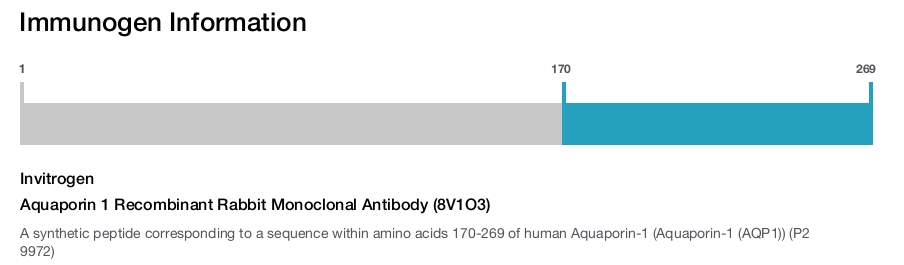 Aquaporin 1 Recombinant Rabbit Monoclonal Antibody (8V1O3)