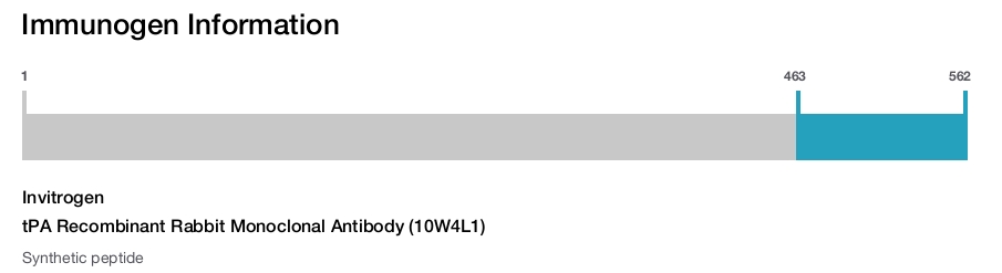 tPA Recombinant Rabbit Monoclonal Antibody (10W4L1)