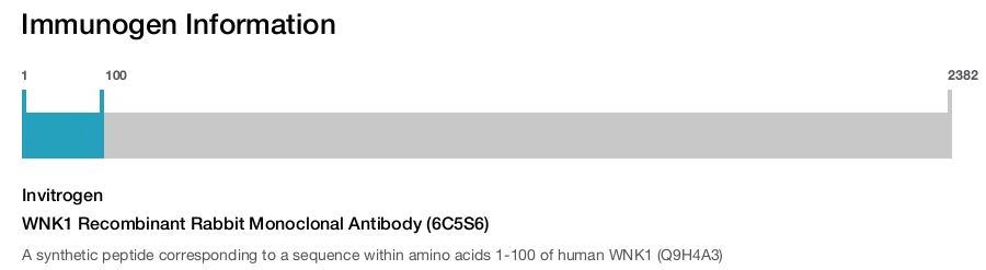 WNK1 Recombinant Rabbit Monoclonal Antibody (6C5S6)