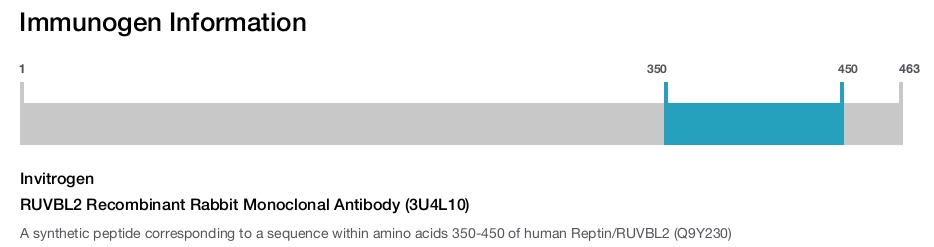 RUVBL2 Recombinant Rabbit Monoclonal Antibody (3U4L10)