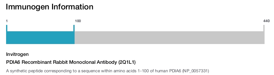 PDIA6 Recombinant Rabbit Monoclonal Antibody (2Q1L1)