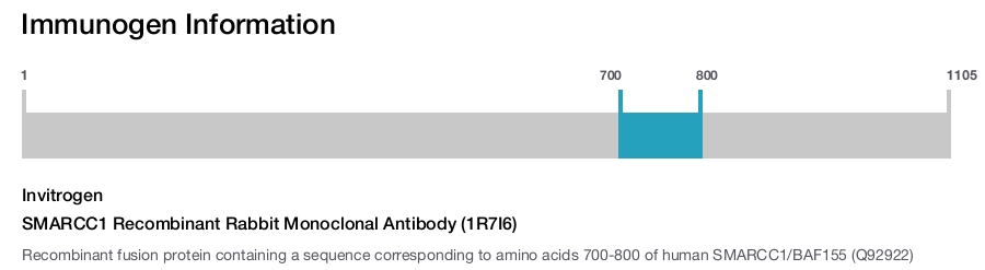 SMARCC1 Recombinant Rabbit Monoclonal Antibody (1R7I6)