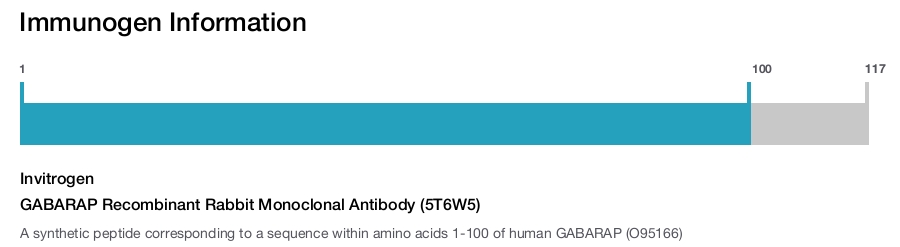 GABARAP Recombinant Rabbit Monoclonal Antibody (5T6W5)