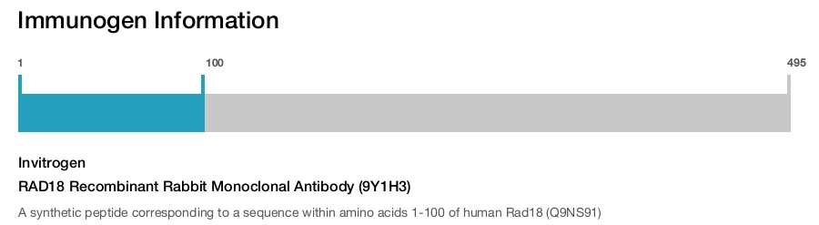 RAD18 Recombinant Rabbit Monoclonal Antibody (9Y1H3)