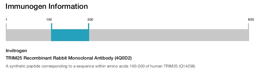 TRIM25 Recombinant Rabbit Monoclonal Antibody (4Q0D2)