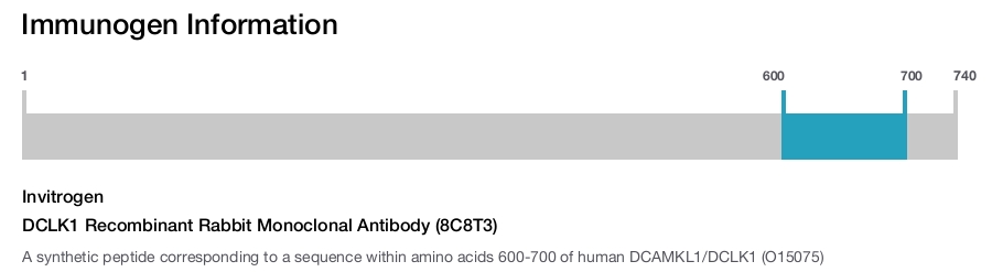 DCLK1 Recombinant Rabbit Monoclonal Antibody (8C8T3)