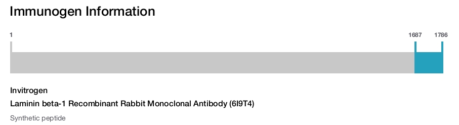 Laminin beta-1 Recombinant Rabbit Monoclonal Antibody (6I9T4)