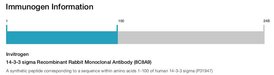 14-3-3 sigma Recombinant Rabbit Monoclonal Antibody (8C8A9)