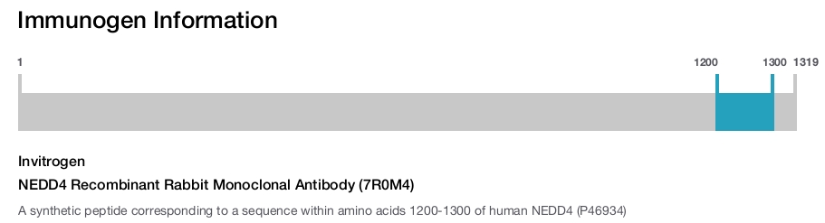 NEDD4 Recombinant Rabbit Monoclonal Antibody (7R0M4)