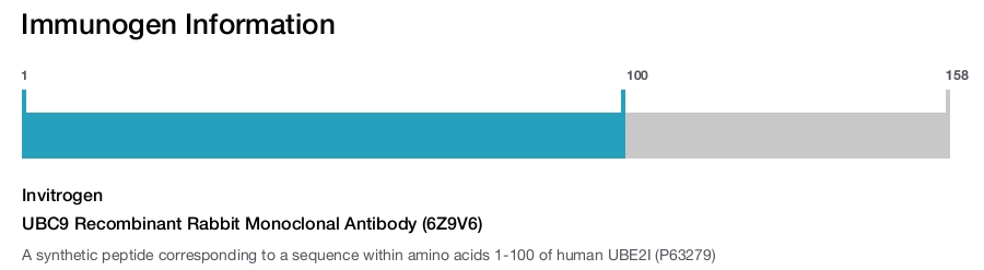 UBC9 Recombinant Rabbit Monoclonal Antibody (6Z9V6)