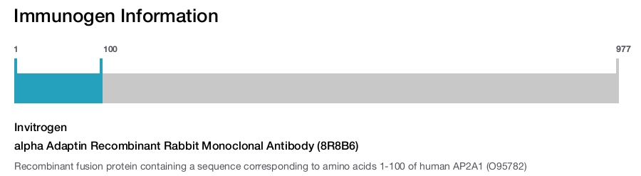 alpha Adaptin Recombinant Rabbit Monoclonal Antibody (8R8B6)