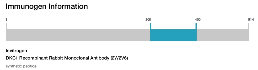 DKC1 Recombinant Rabbit Monoclonal Antibody (2W2V6)