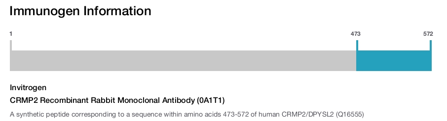CRMP2 Recombinant Rabbit Monoclonal Antibody (0A1T1)
