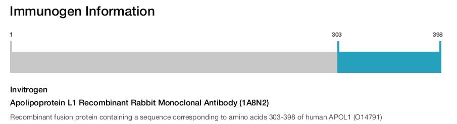 Apolipoprotein L1 Recombinant Rabbit Monoclonal Antibody (1A8N2)
