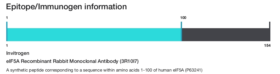 eIF5A Recombinant Rabbit Monoclonal Antibody (3R10I7)