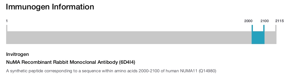 NuMA Recombinant Rabbit Monoclonal Antibody (6D4I4)