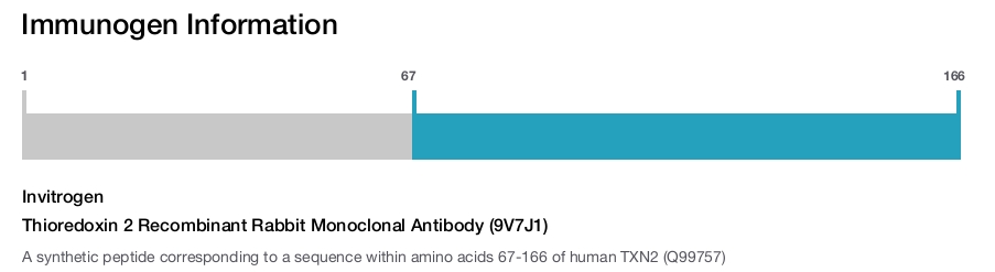 Thioredoxin 2 Recombinant Rabbit Monoclonal Antibody (9V7J1)