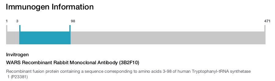 WARS Recombinant Rabbit Monoclonal Antibody (3B2F10)