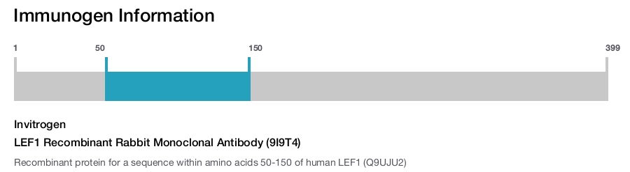 LEF1 Recombinant Rabbit Monoclonal Antibody (9I9T4)