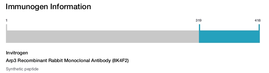 Arp3 Recombinant Rabbit Monoclonal Antibody (8K4F2)