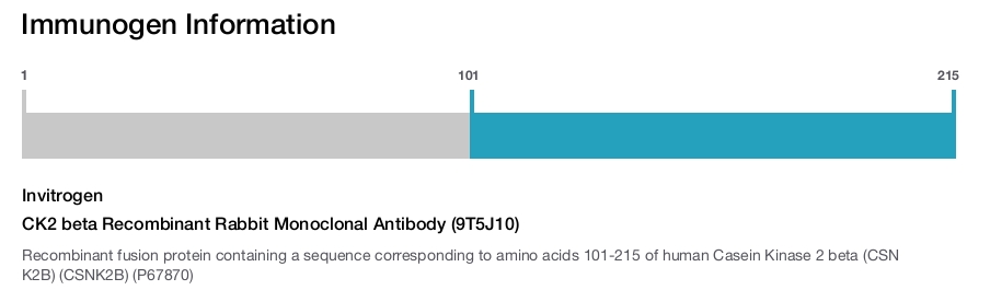 CK2 beta Recombinant Rabbit Monoclonal Antibody (9T5J10)