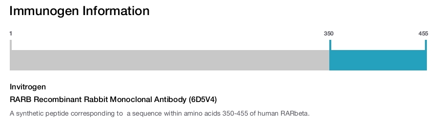 RARB Recombinant Rabbit Monoclonal Antibody (6D5V4)