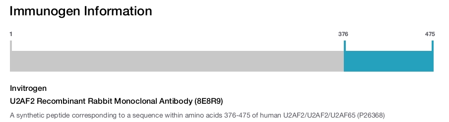 U2AF2 Recombinant Rabbit Monoclonal Antibody (8E8R9)
