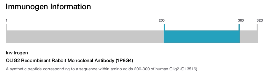 OLIG2 Recombinant Rabbit Monoclonal Antibody (1P8G4)