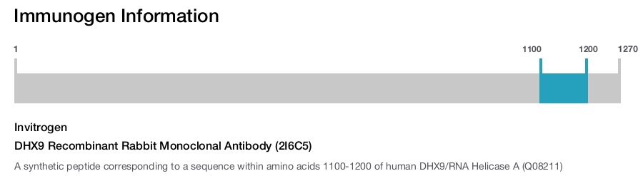 DHX9 Recombinant Rabbit Monoclonal Antibody (2I6C5)