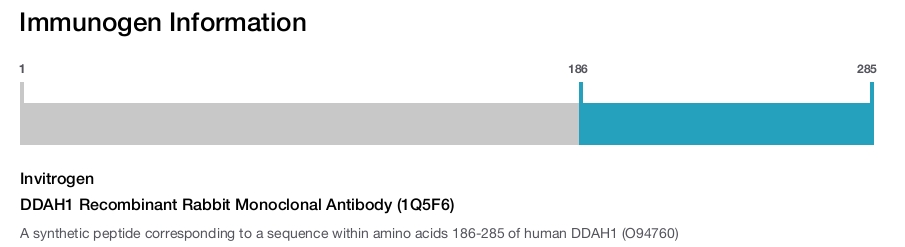 DDAH1 Recombinant Rabbit Monoclonal Antibody (1Q5F6)