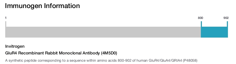 GluR4 Recombinant Rabbit Monoclonal Antibody (4M5D0)