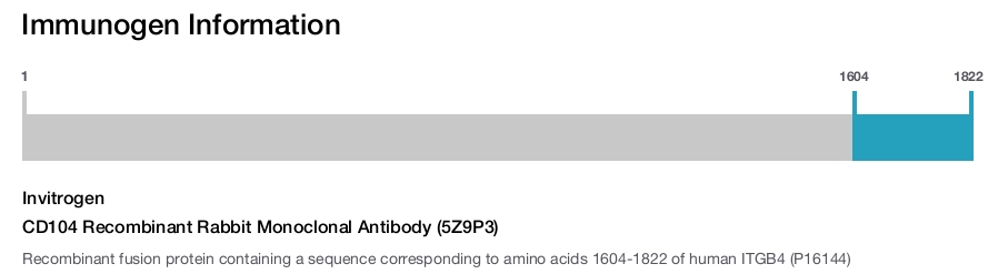 CD104 Recombinant Rabbit Monoclonal Antibody (5Z9P3)