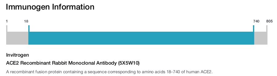ACE2 Recombinant Rabbit Monoclonal Antibody (5X5W10)