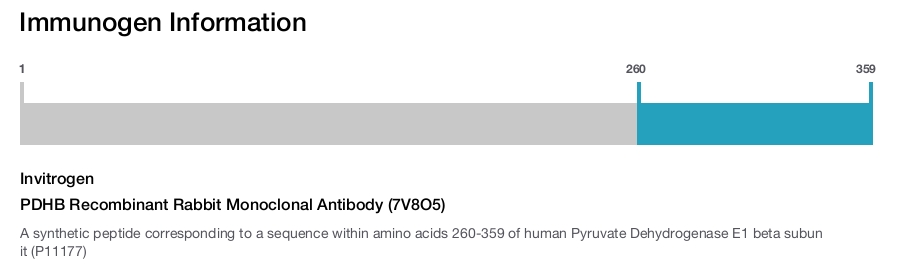 PDHB Recombinant Rabbit Monoclonal Antibody (7V8O5)