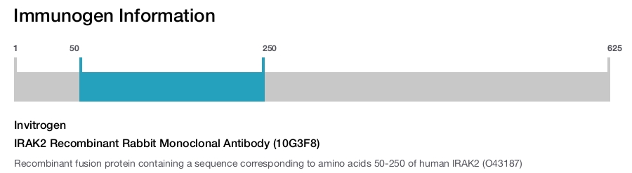 IRAK2 Recombinant Rabbit Monoclonal Antibody (10G3F8)