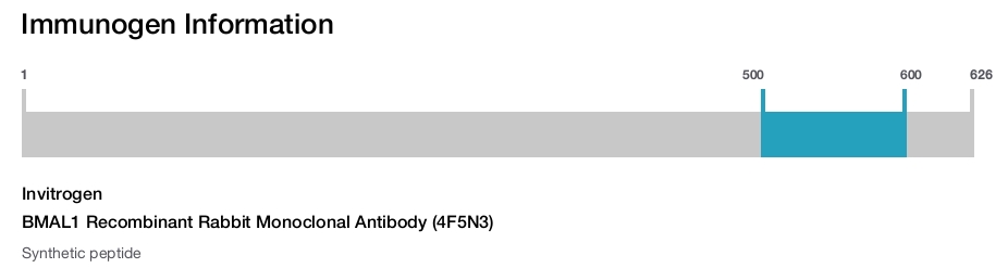 BMAL1 Recombinant Rabbit Monoclonal Antibody (4F5N3)